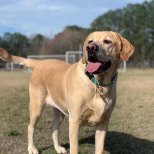 Meet your Posher, Browneyedgurl